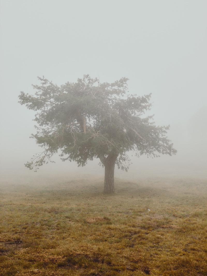 Einsamer Baum im Morgennebel auf Sizilien – Reisereportage für die ADAC Motorwelt