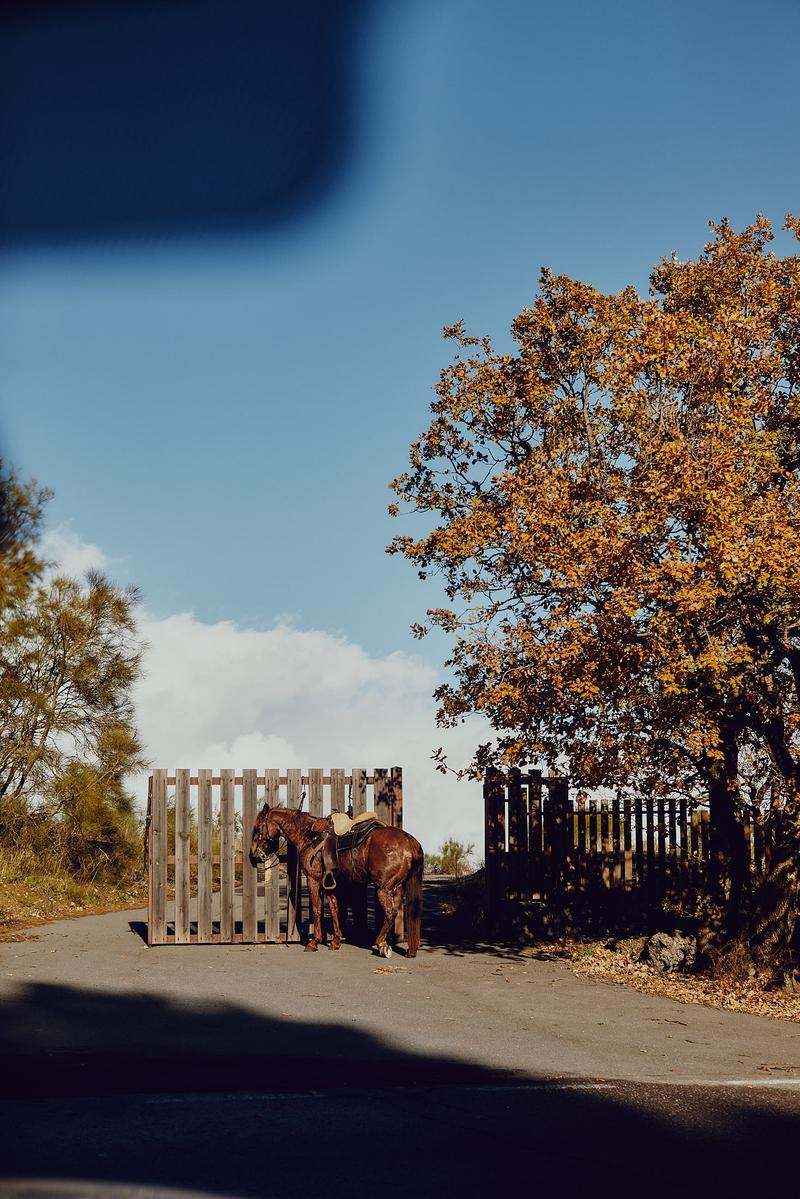 Gesatteltes Pferd am Straßenrand in Sizilien – Reisereportage für die ADAC Motorwelt